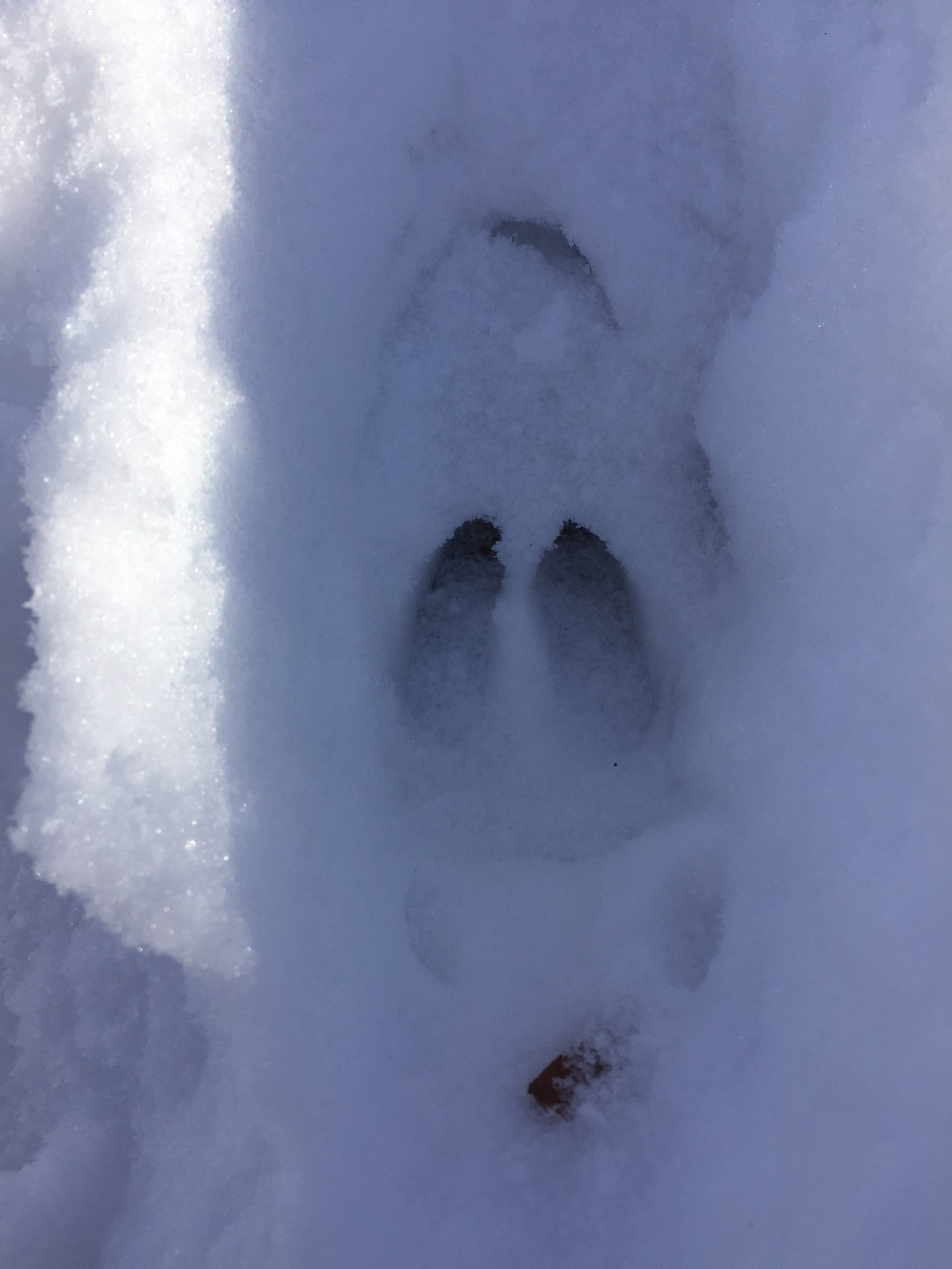 Animal Tracking ~ Nature Notes - Uplands